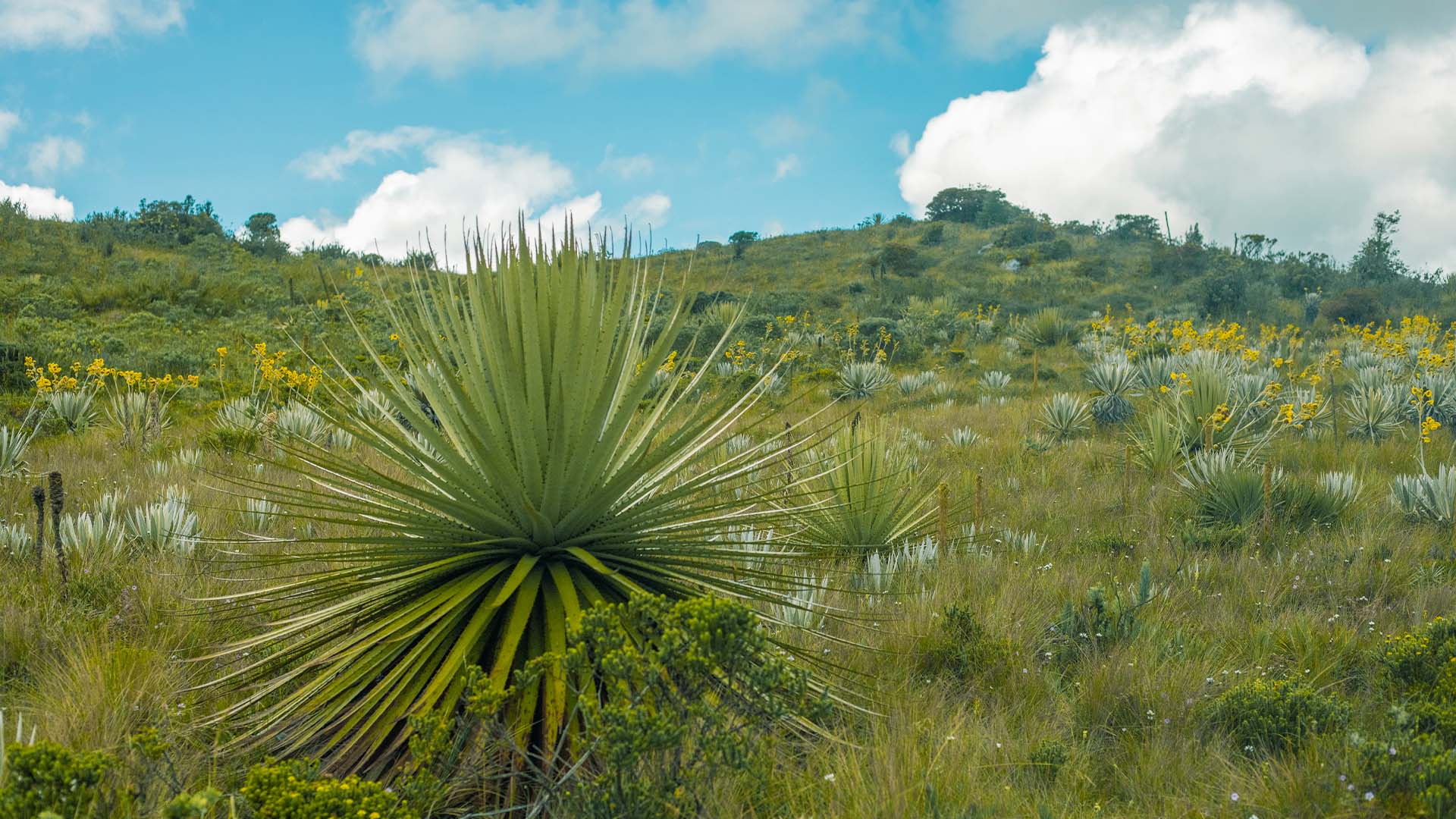 Paisaje del Páramo en Chingaza durante la sesión de Retrato de Morena por Epigrama Studios